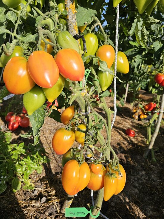 Pomidoras MARINA'S PRAISE (aukštaūgis)